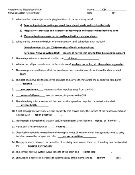 Anatomy And Physiology Of The Neuron Review Worksheet Answers Anatomy