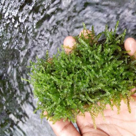 Jual Mos Weping Media Lempeng Pakis Tanaman Air Aquascape Paludarium