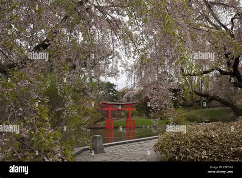 Torii Gateway In The Japanese Garden Pond At The Brooklyn Botanic