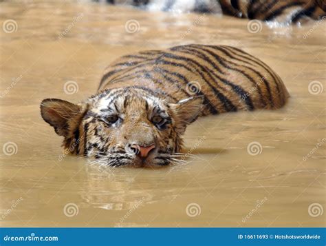 Juvenile Bengal Tiger Swimmingthailandasia Cat Stock Image Image Of