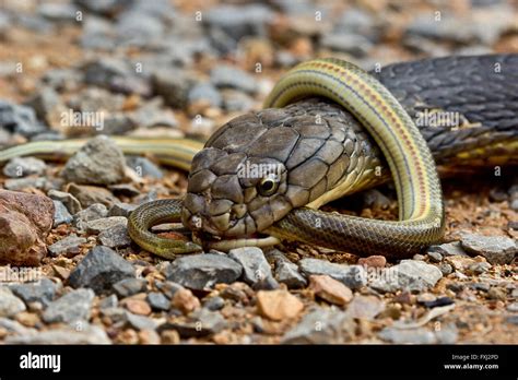 King Cobra Eats Smaller Snake Stock Photo 102430229 Alamy