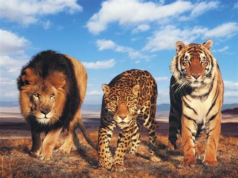 Panthera Genus - Page 2