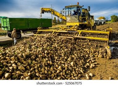 Farmers Harvest Sugar Beet Country Field Stock Photo