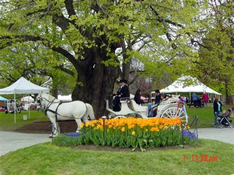 Tulip Festival Albany NY Upstate Ny Travel New York Travel Albany