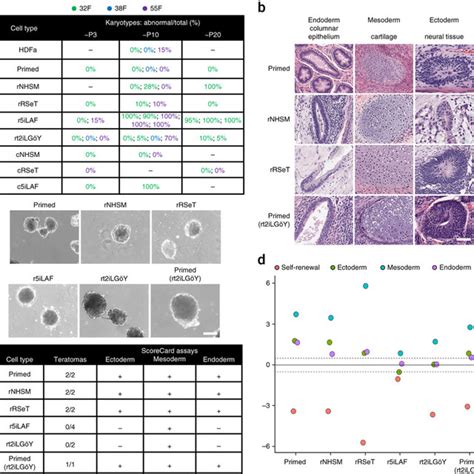 Functional Characterization Of Naive HiPSCs A Table With Karyotypes