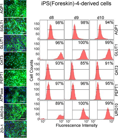 Characterization Of Hipsc Derived Cells By Immunostaining And Facs The