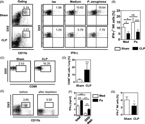 A Disturbed Interaction With Accessory Cells Upon Opportunistic Infection With Pseudomonas