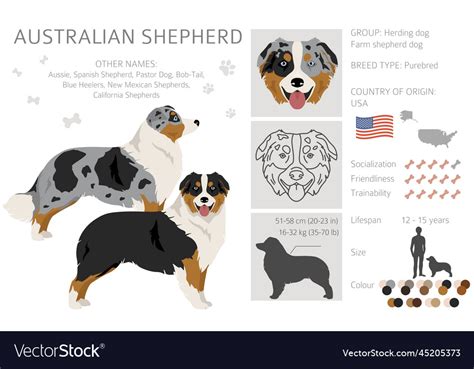 Australian shepherd clipart coat colors aussie Vector Image