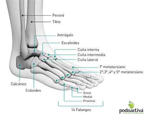 Anatomia Del Pie Humano Anatomia Y Fisiologia De Los Pies Pdf Pie The