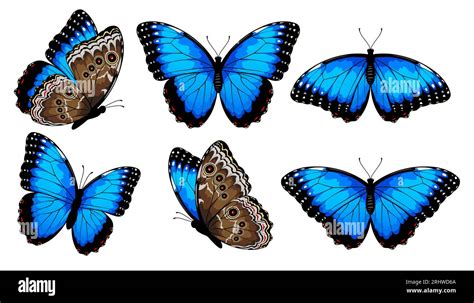 Blue Morpho Butterflies Set Vector Illustration Isolated On White