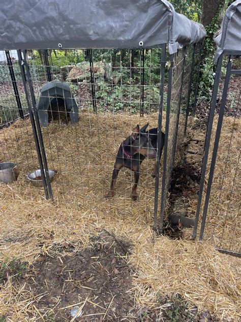 Doberman Pinscher Puppies For Sale In Raleigh North Carolina Petzlover