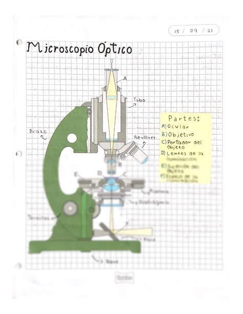 SOLUTION Partes Del Microscopio Studypool