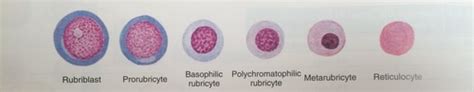 VTI (Lab 1) - RBC morphology, Reticulocytes Flashcards | Quizlet