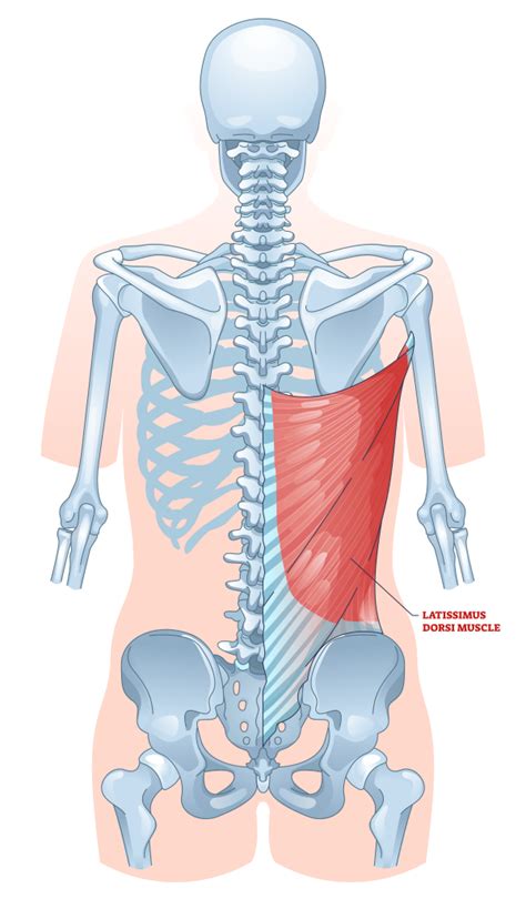 Hercules Hold Benefits Muscles Used More Inspire Us