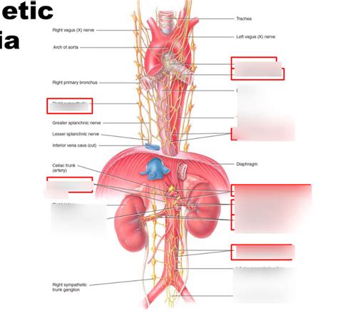 Sympathetic Ganglia Diagram | Quizlet