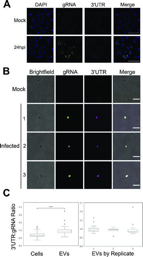 Mosquito Salivary Evs Are Enriched In Denv Utr Rna Relative To