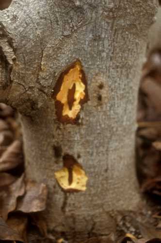 Collar Rot Phytophthora Citricola External Symptoms And Wood Staining