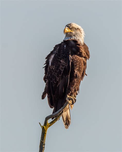 Bald Eagle Sub Adult Billy Frank Jr Nisqually National W Flickr