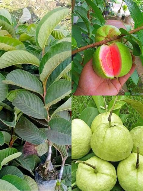 THE GREEN DOTCOM ALLTIME SEEDLESS RED DIAMOND GUAVA PLANT AMRUD