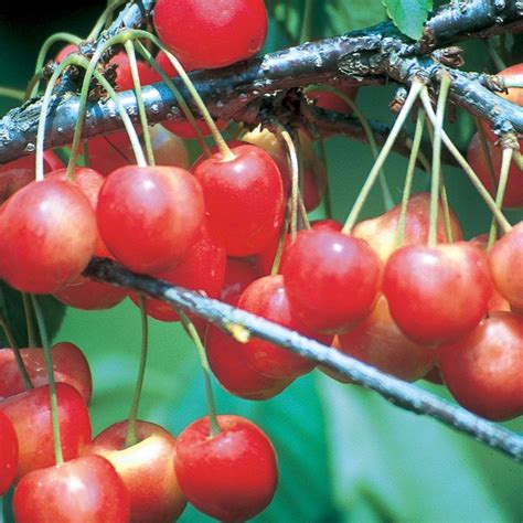 Whitegold® Sweet Cherry Tree Stark Bros