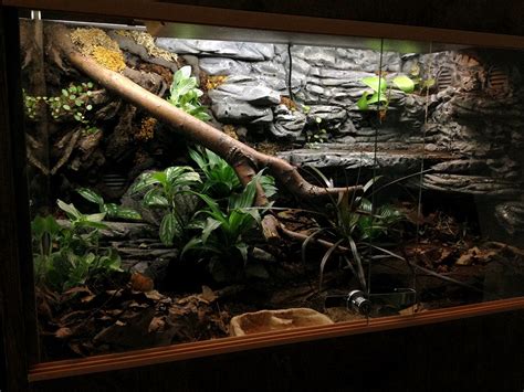 Pin on Pets | Snake enclosure, Snake tank, Reptile terrarium