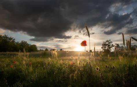 Wallpaper Field Summer The Sky Grass Light Trees Flowers Clouds