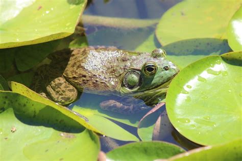 American bullfrog, Lithobates catesbeianus – Biodiversity Atlas of LA