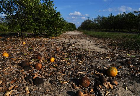 Floridas Citrus Industry Faces Uncertainty After Hurricane Miltons