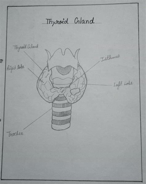 Thyroid Gland |Anatomy in 2024 | Basic anatomy and physiology, Biology ...