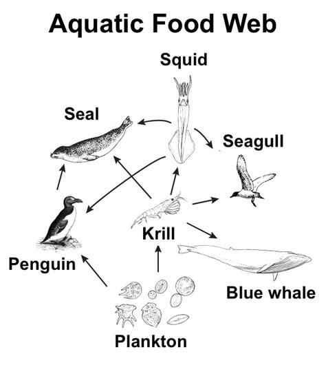 Food Chains Jeopardy Template