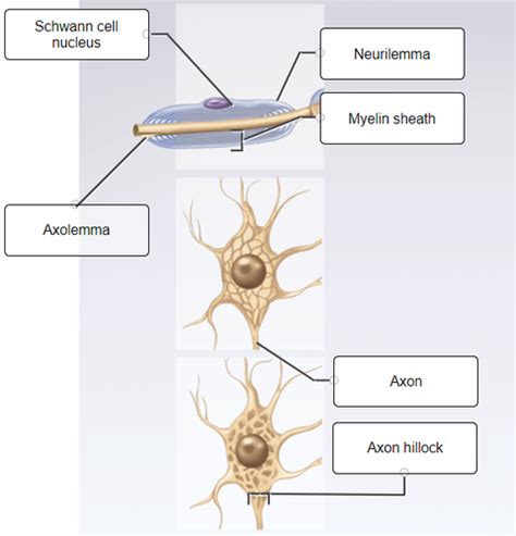 Practice Quiz Pq Chap 13 Nervous Tissue Flashcards Quizlet