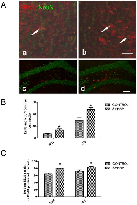 SVHRP Increases The Number Of BrdU Retaining Cells In The Adult OB And