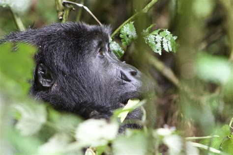 Days Uganda Gorilla Wildlife Early Trails Expeditions