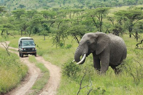 5Days Tanzania Safari Tarangire NP Ngorongoro And Serengeti NP In