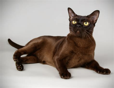 Burmese Cat Personality How Do Burmese Cats Act Litter Robot