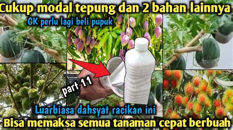 ANDAI SEMUA PETANI TAU Cukup 3 Bahan Ini Saja Tidak Perlu Beli Pupuk