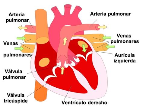 Circulación Mayor Y Menor Características Y Función Con Esquema