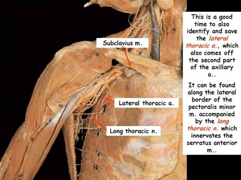 Long Thoracic Nerve Cadaver