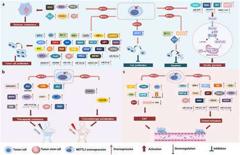 METTL3 Regulates Tumorigenesis And Tumor Progression By Targeting