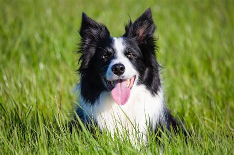 Are Border Collies Good For First Time Owners