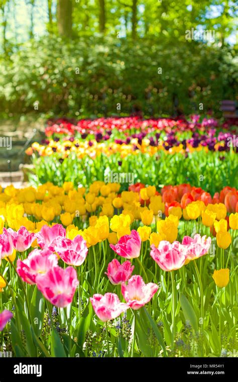 Spring Landscape With Multicolor Tulips Nature Background Stock Photo