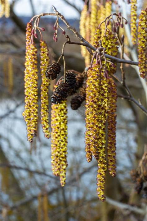 Small Branch Of Black Alder Alnus Glutinosa With Male Catkins And