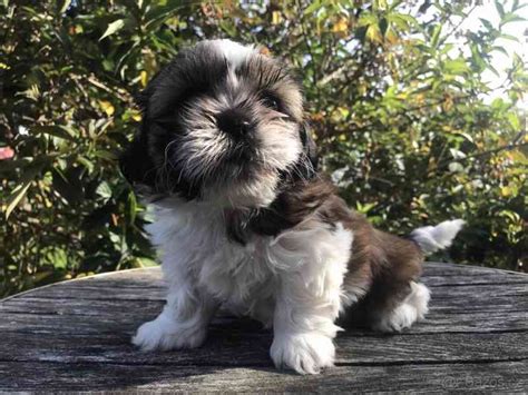 Shih Tzu Bazar Hyperinzerce Cz