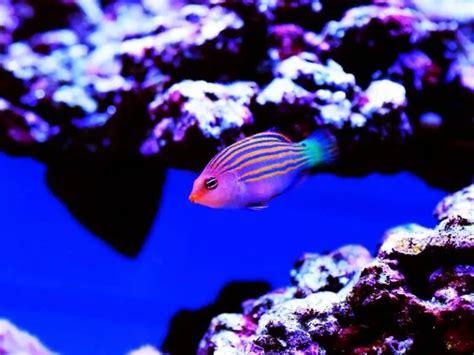 Six Line Wrasse Care Guide And Species Profile Fishkeeping World