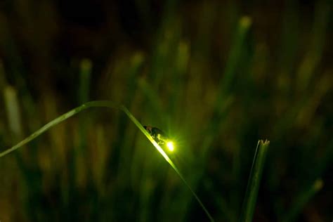 Ciência explica como o vaga lume emite luz Para que ela serve