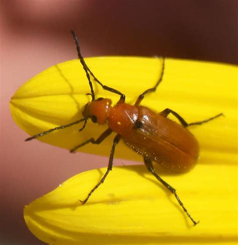 Red Flower Beetle Nemognatha Bugguidenet