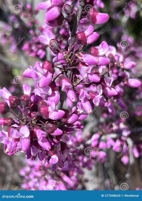 Flowers Of Western Redbud California Redbud Cercis Occidentalis Stock