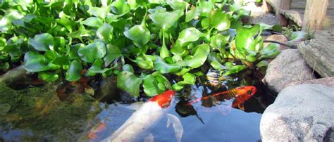 Pond Plants - Hydrosphere - The Koi Pond Experts