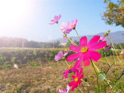 Flor Cor De Rosa Do Cosmos Que Enfrenta A Luz Solar Imagem De Stock