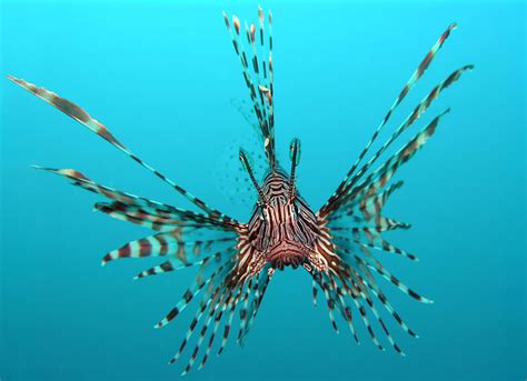 Invasive Crabs And Lionfish Biology Bates College